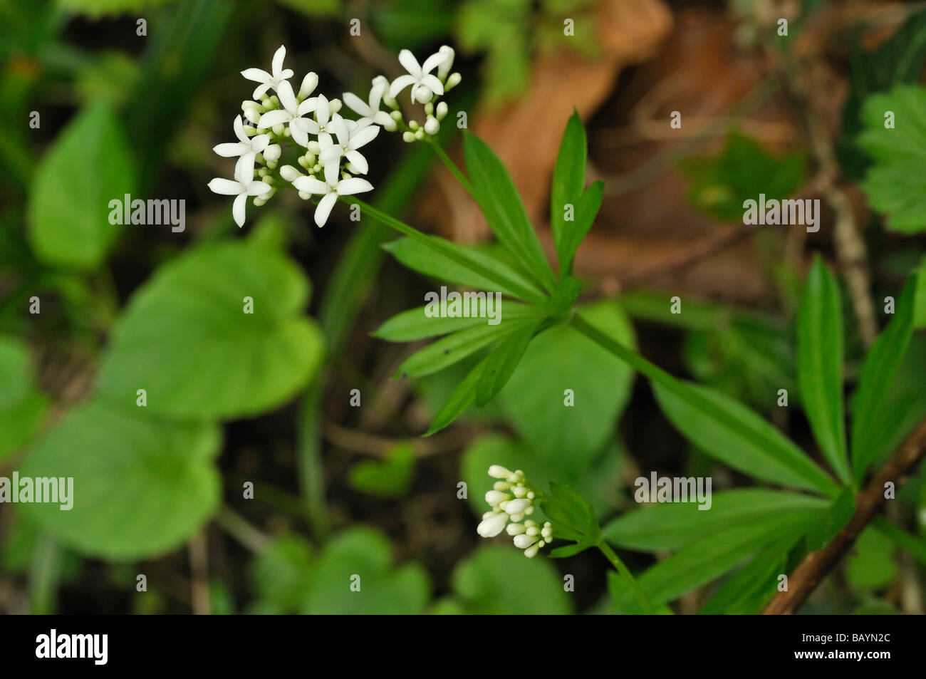 Woodruff Galium odoratum Stock Photo