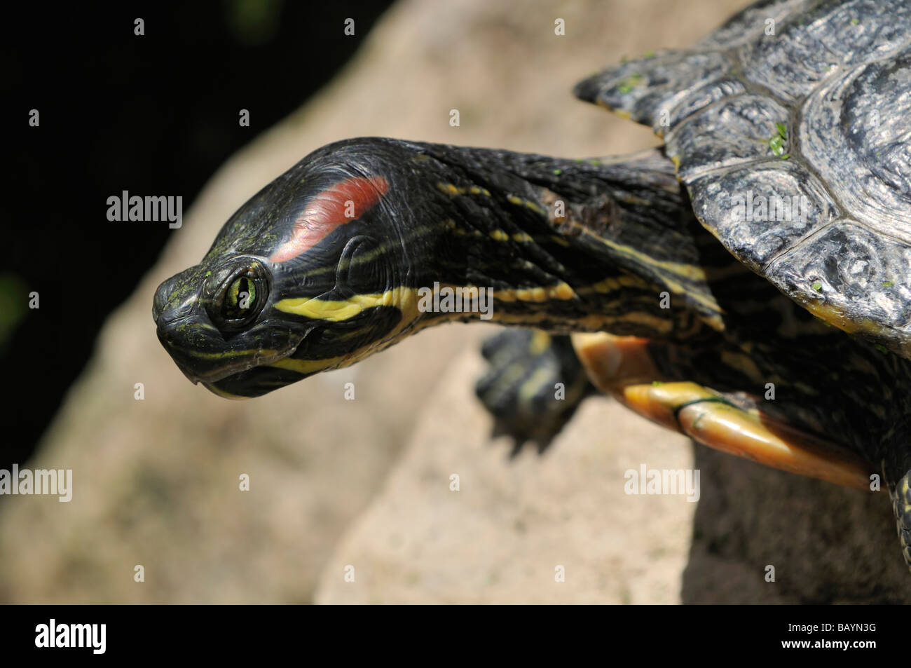 Red Eared Terrapin Chrysemys scripta elegans Stock Photo - Alamy