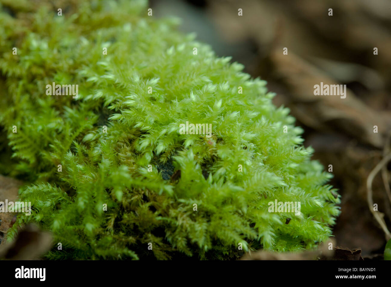 https://www.alamy.com/stock-photo-rough-stalked-feather-moss-brachythecium-rutabulum-growing-on-wood-23966461.html