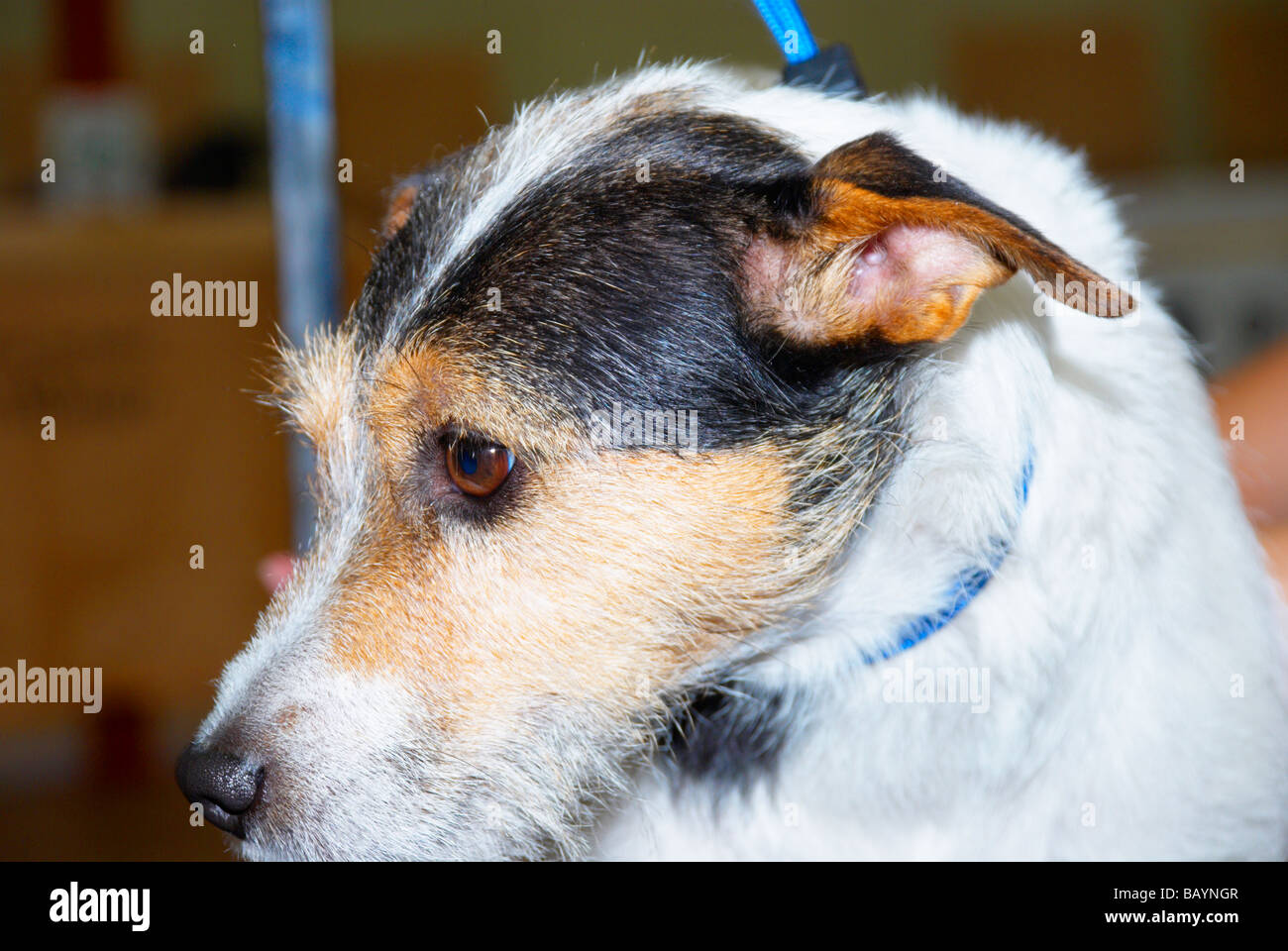 The Premier Groom dog grooming competition at MyPetStop in Tingley