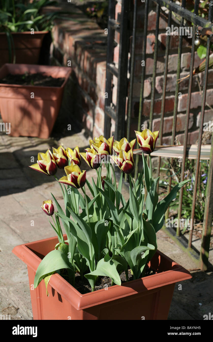 Tulip Variety  Gavota in a Cheshire Garden, England Stock Photo