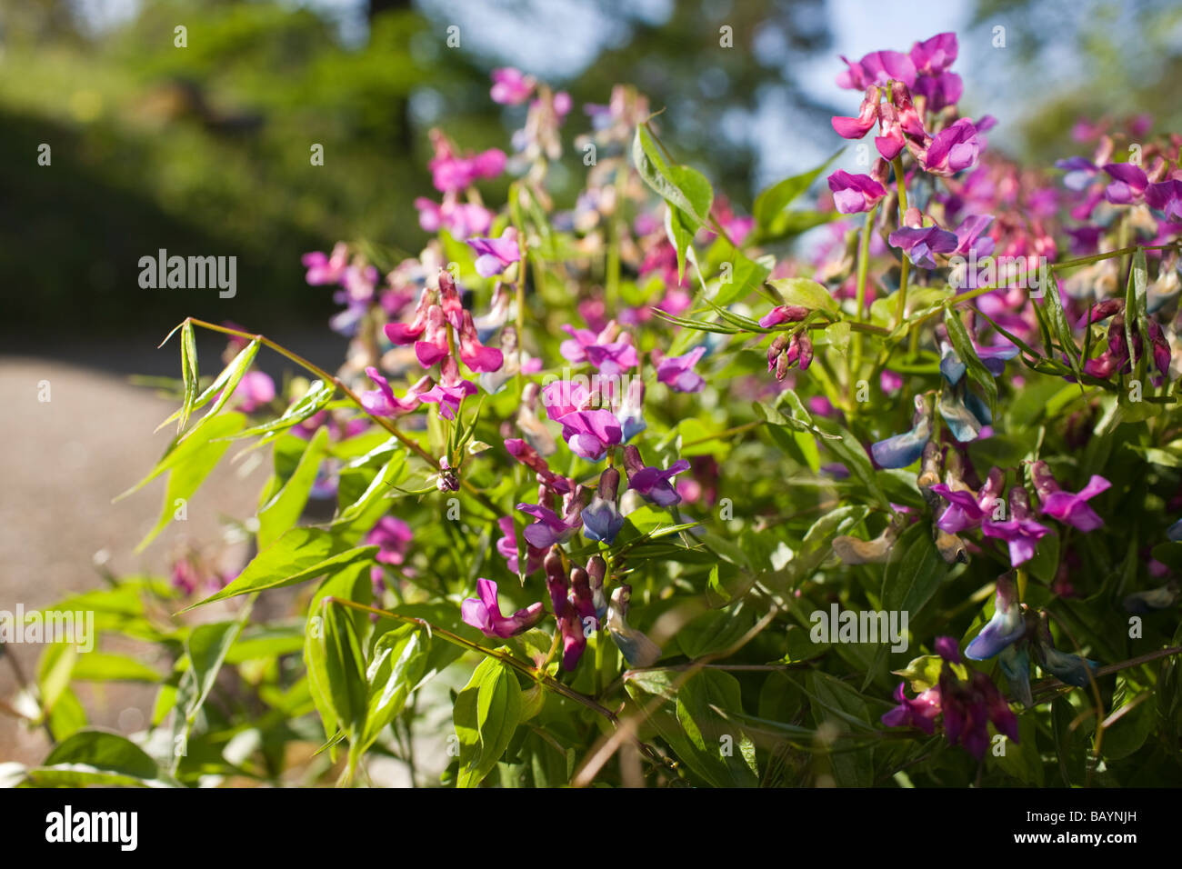 Spring Pea (Lathyrus vernus) Stock Photo