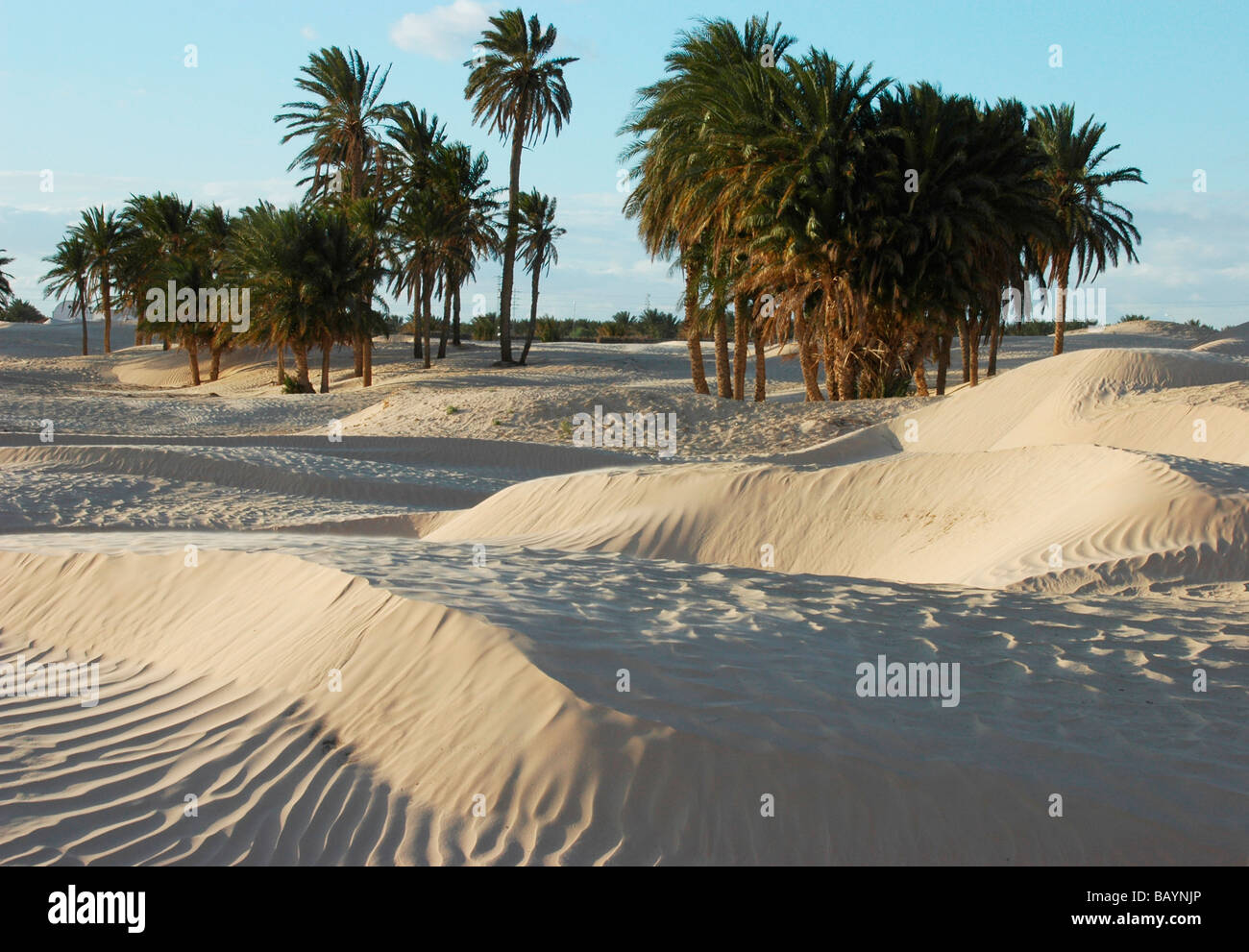 Tunis landscape , Africa. spring. Oasis, Desert Sahara Stock Photo - Alamy