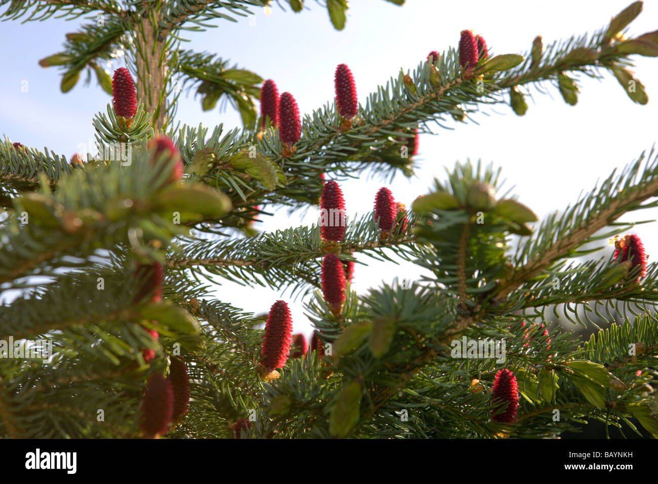 Jezo spruce (Picea jezoensis) Stock Photo