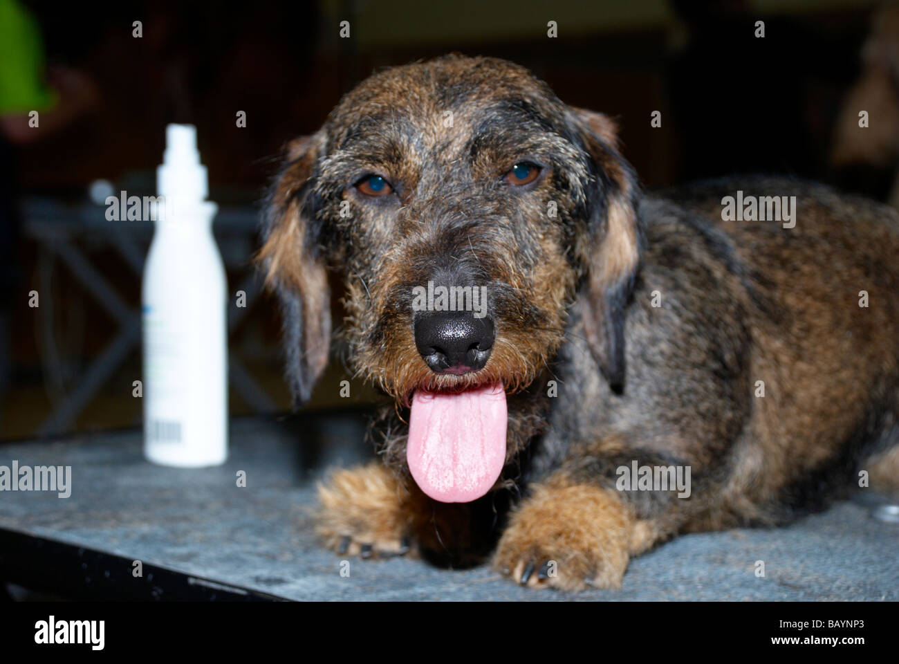 The Premier Groom dog grooming competition at MyPetStop in Tingley