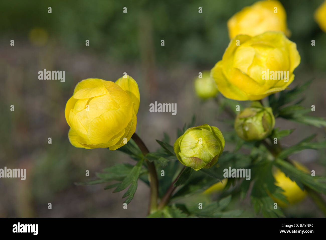 Globeflower (Trollius europaeus) Stock Photo