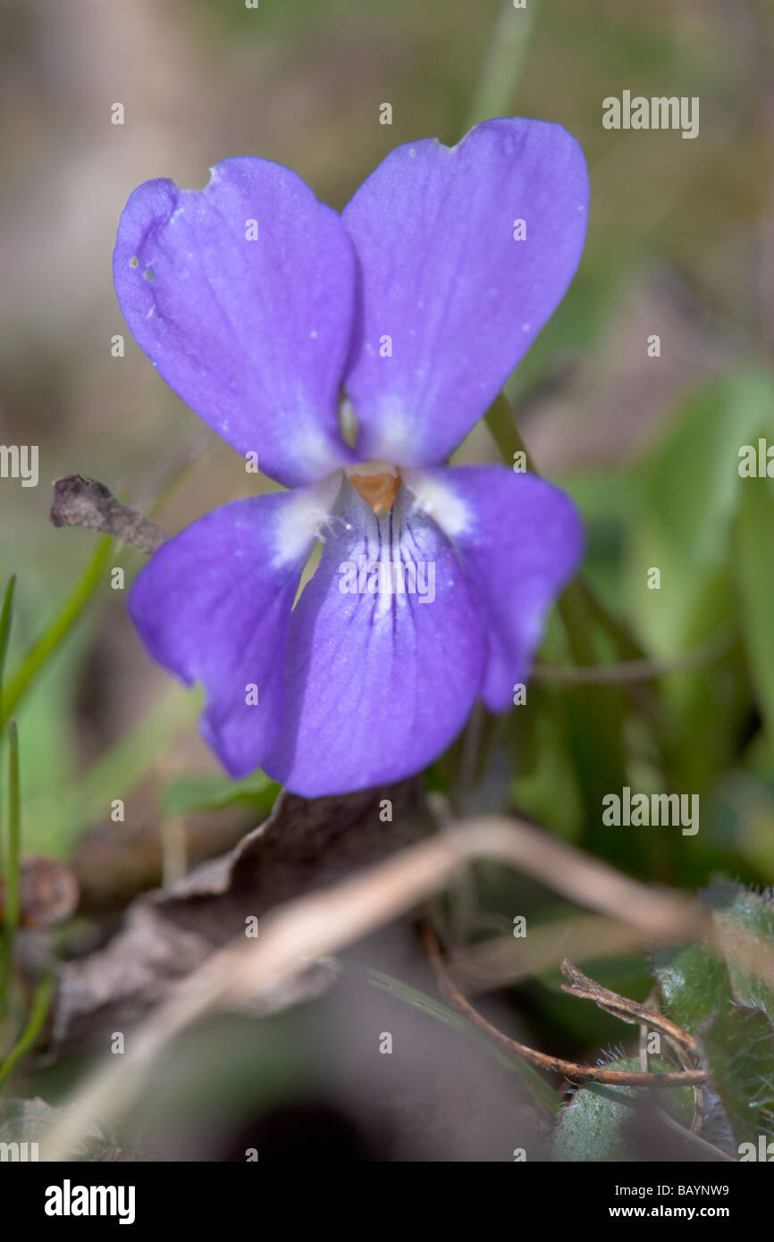 Common Dog violet Viola riviniana flowers Stock Photo Alamy