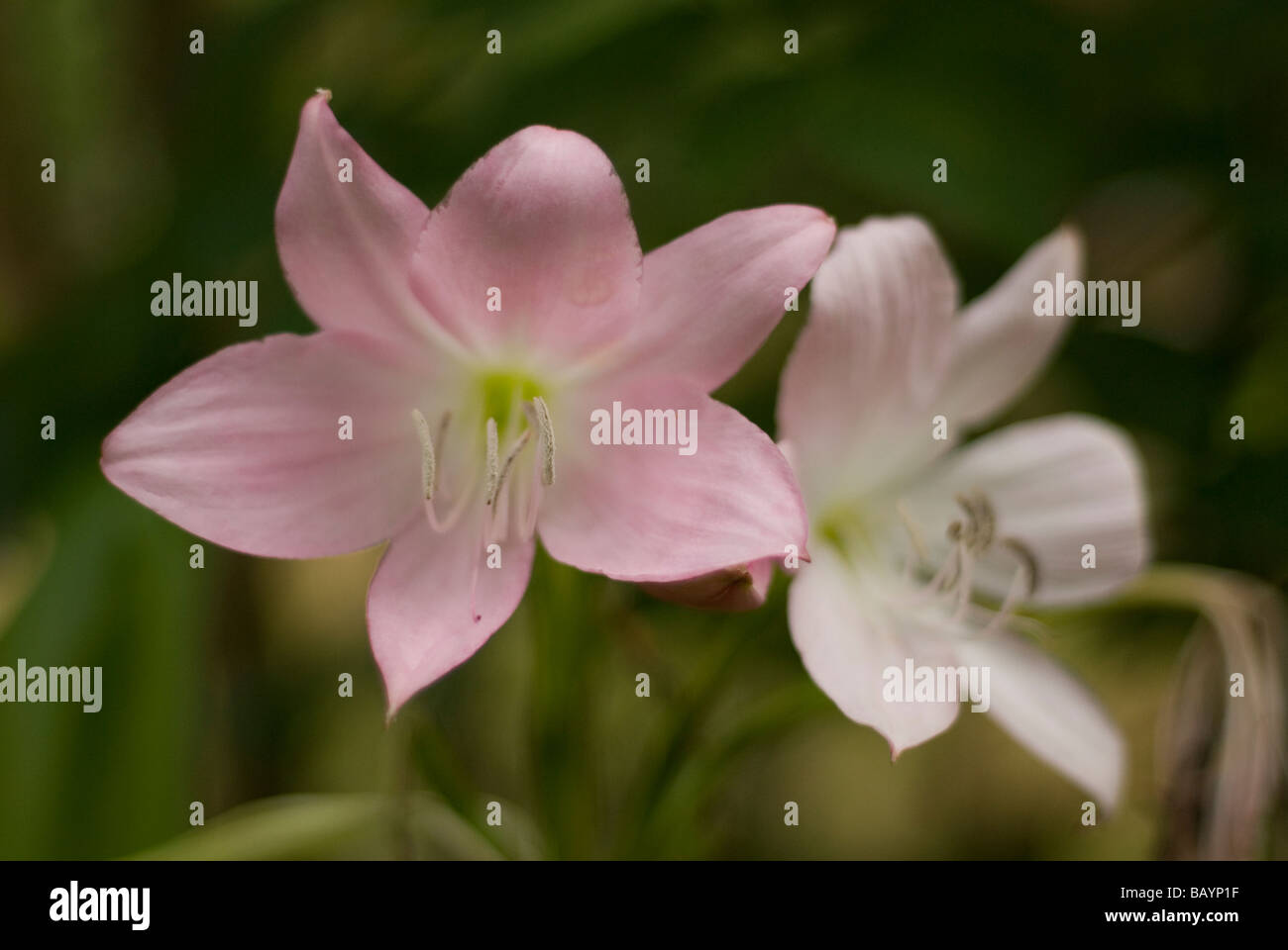 pink crocus flower Stock Photo Alamy