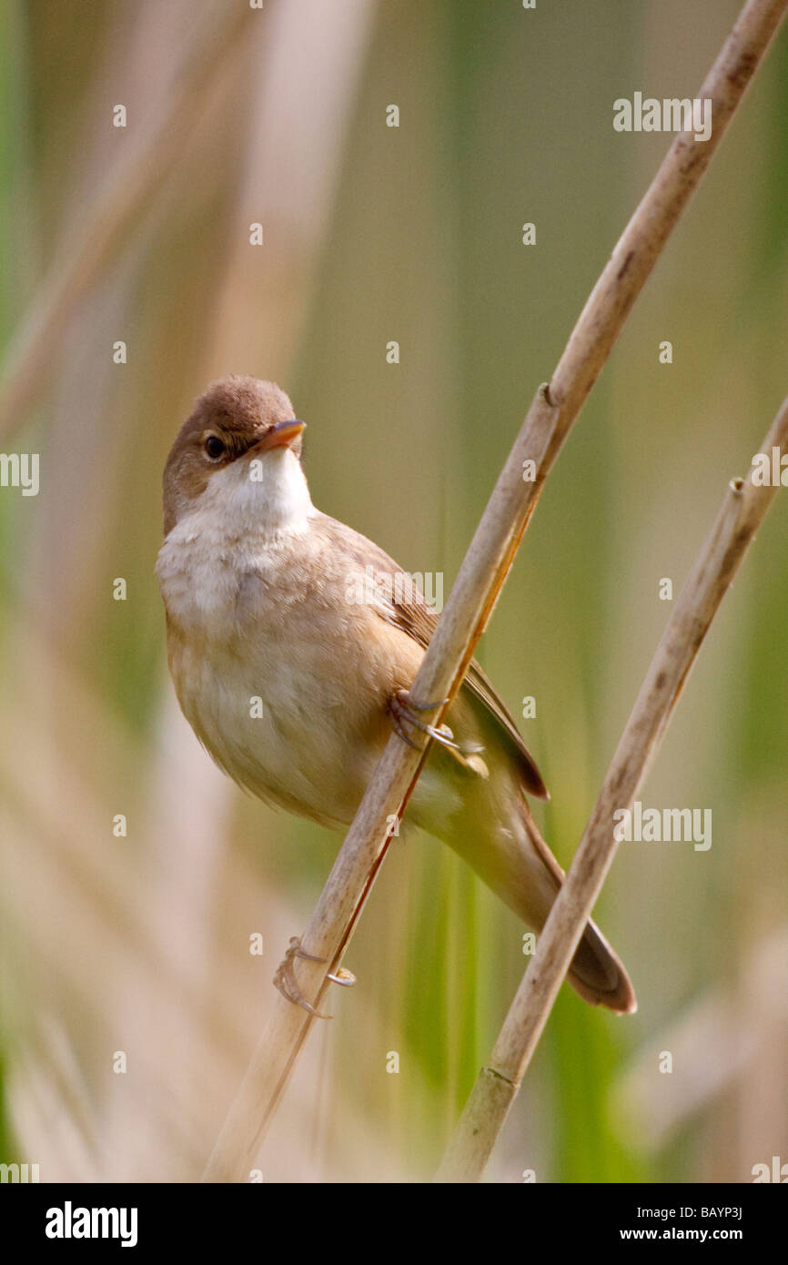 Woods mill sussex hires stock photography and images Alamy