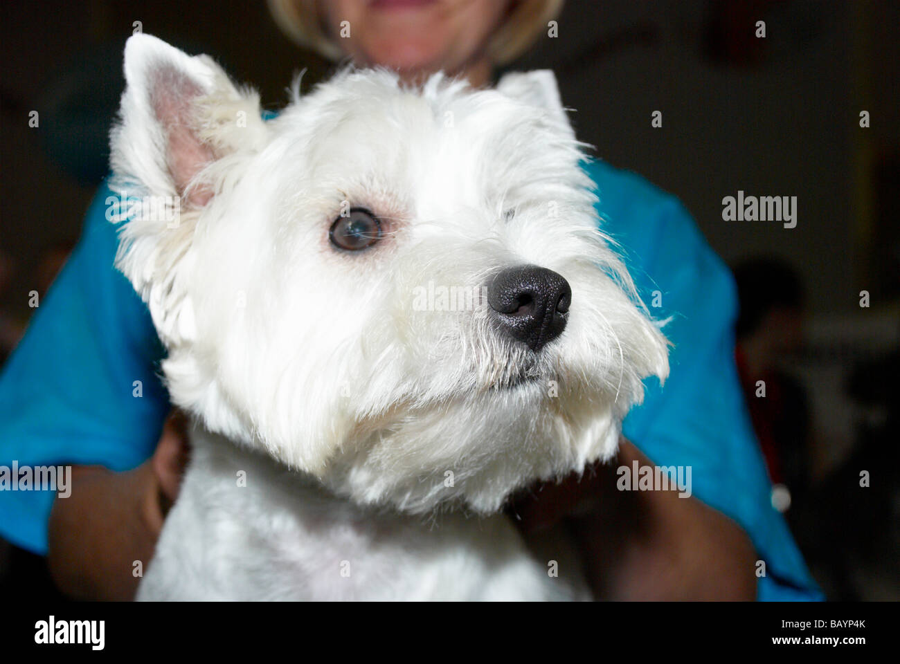 The Premier Groom dog grooming competition at MyPetStop in Tingley