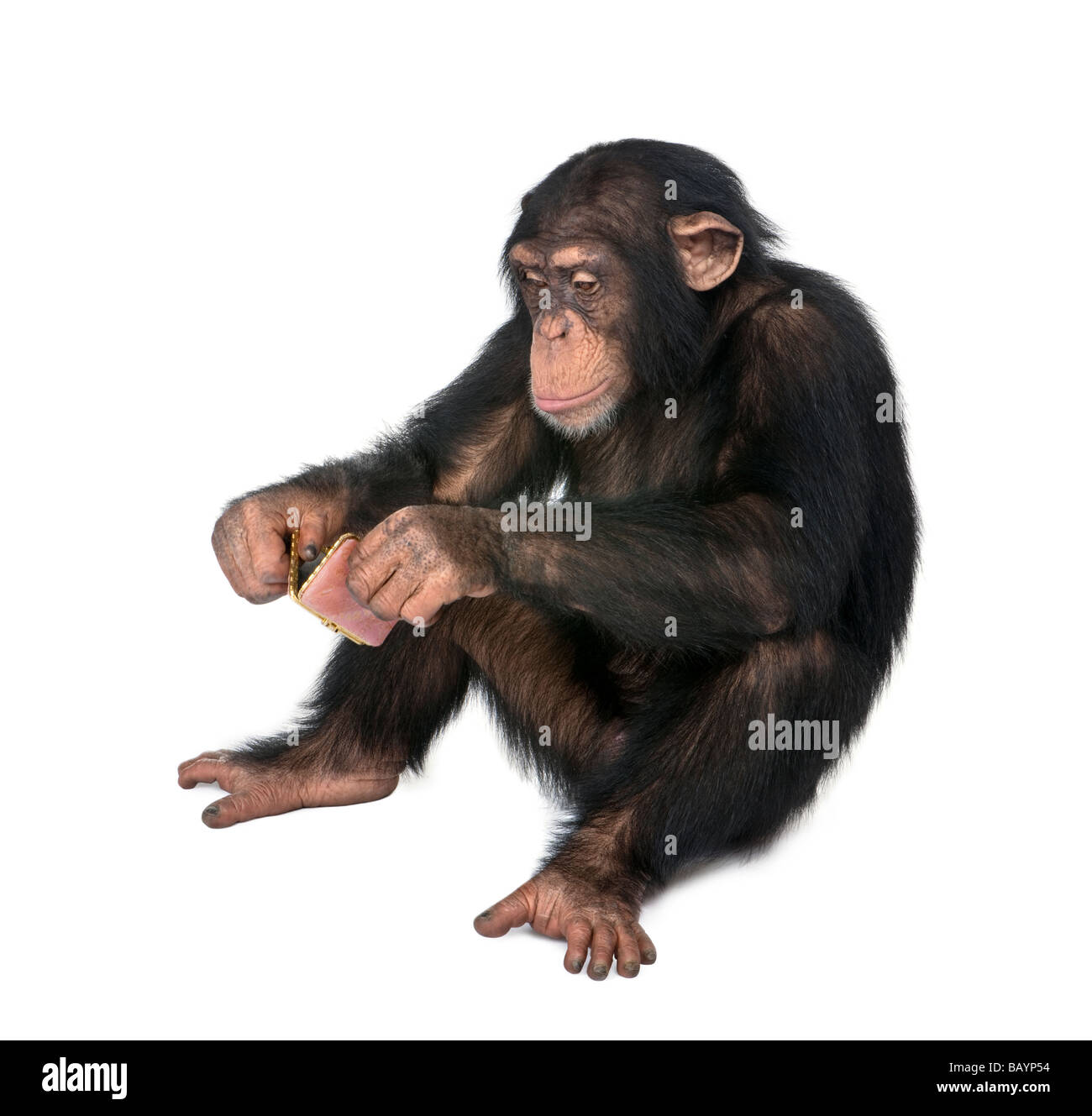 Young Chimpanzee looking at himself in a pocket mirror in front of a white background Stock Photo