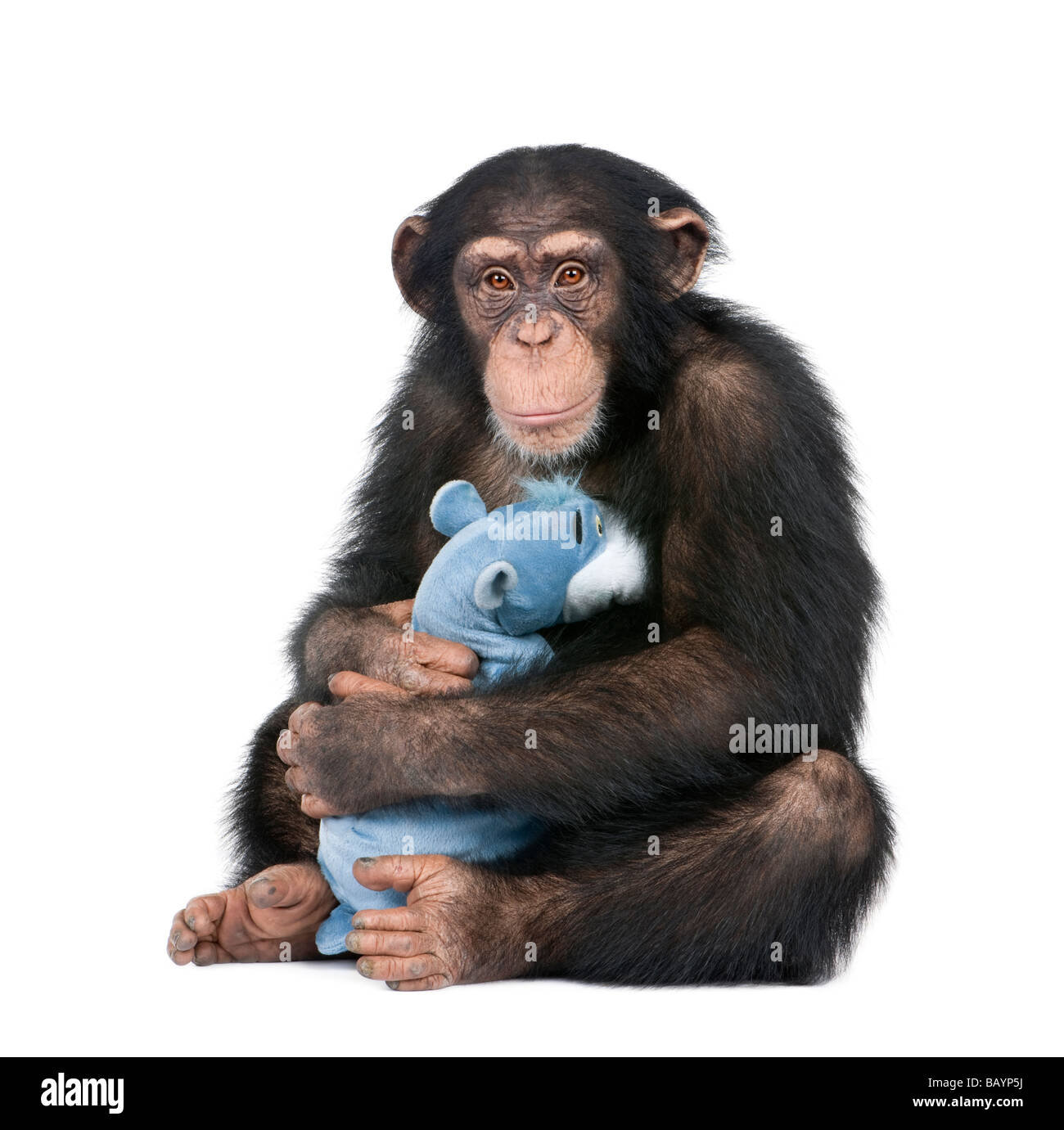 Young Chimpanzee with his teddy bear Simia troglodytes 5 years old in front of a white background Stock Photo