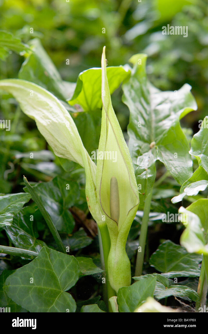 Lords and ladies Arum maculatum flowers Stock Photo