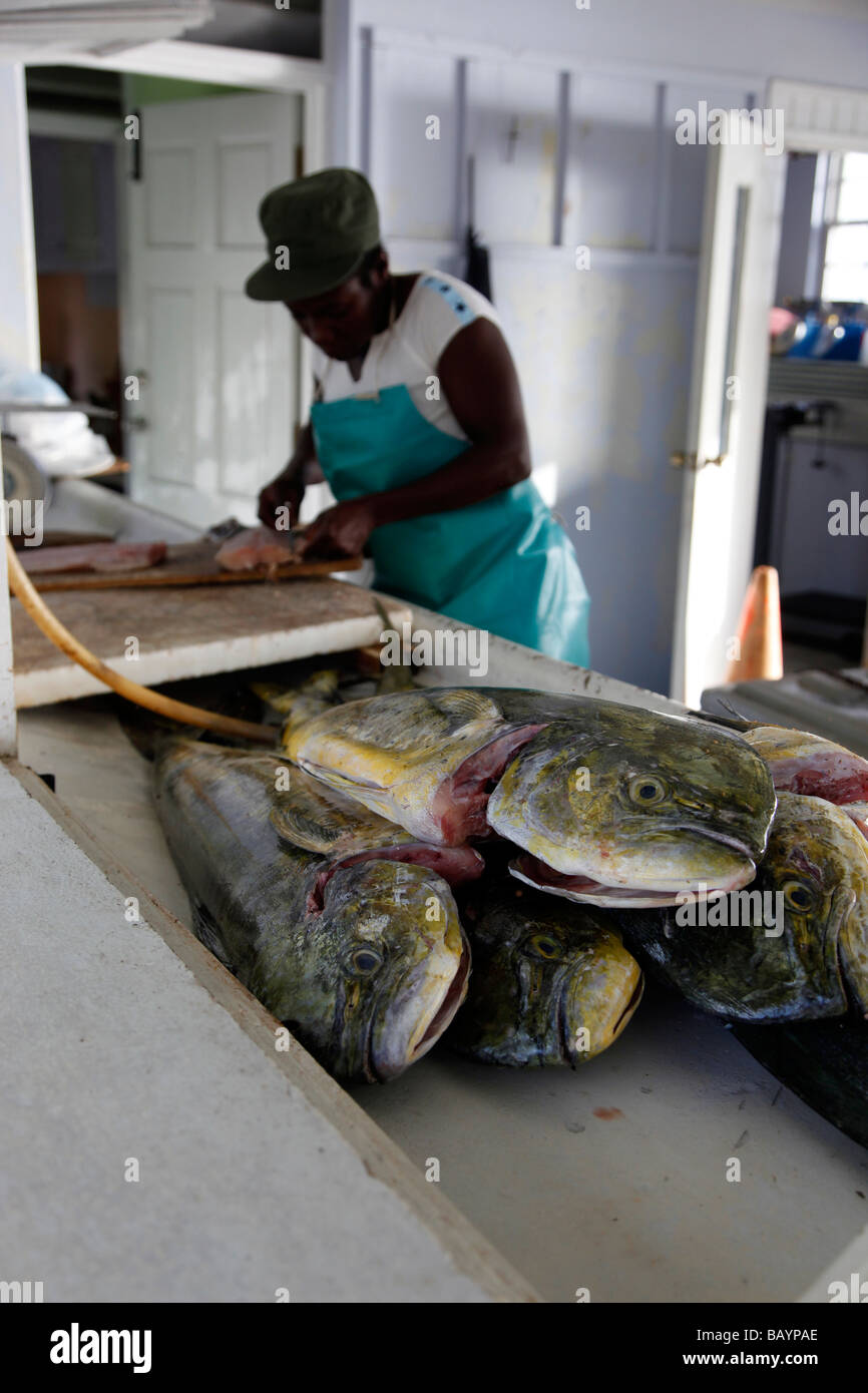 The mahimahi (in Hawaiian)[1] (Coryphaena hippurus) also known as