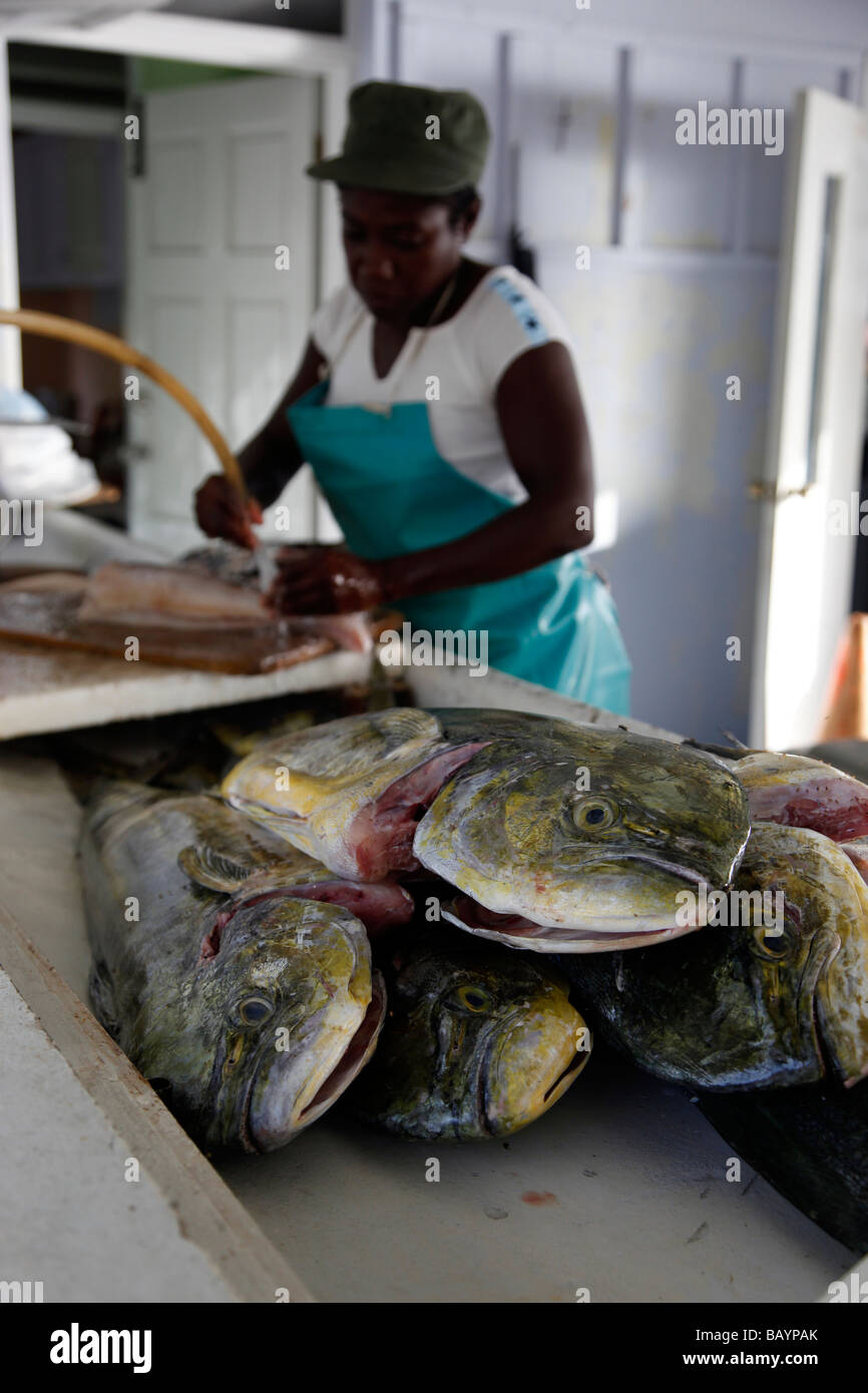 The mahimahi (in Hawaiian)[1] (Coryphaena hippurus) also known as