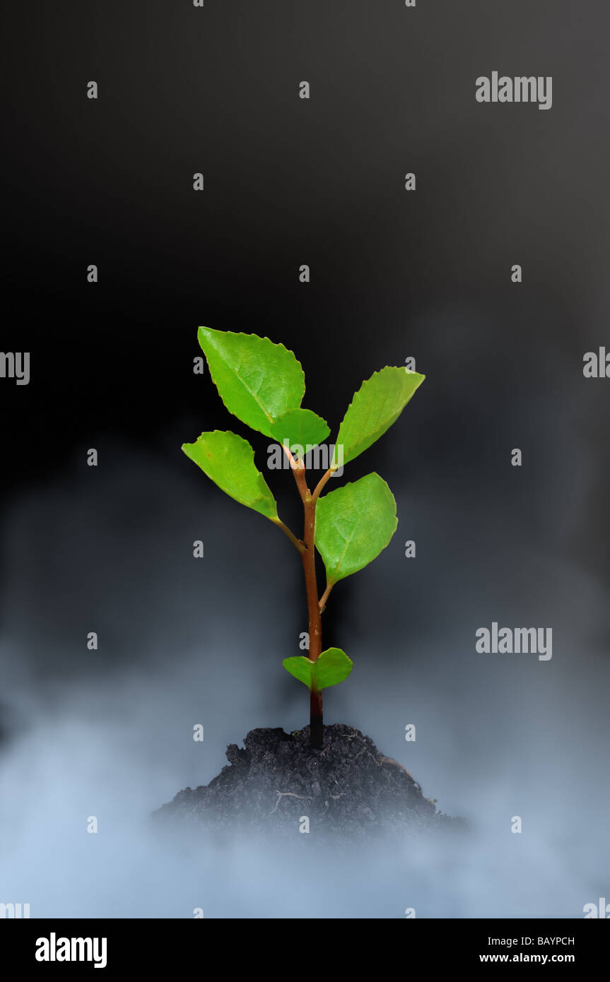 Small growing green tree in grey clouds on black background. Stock Photo