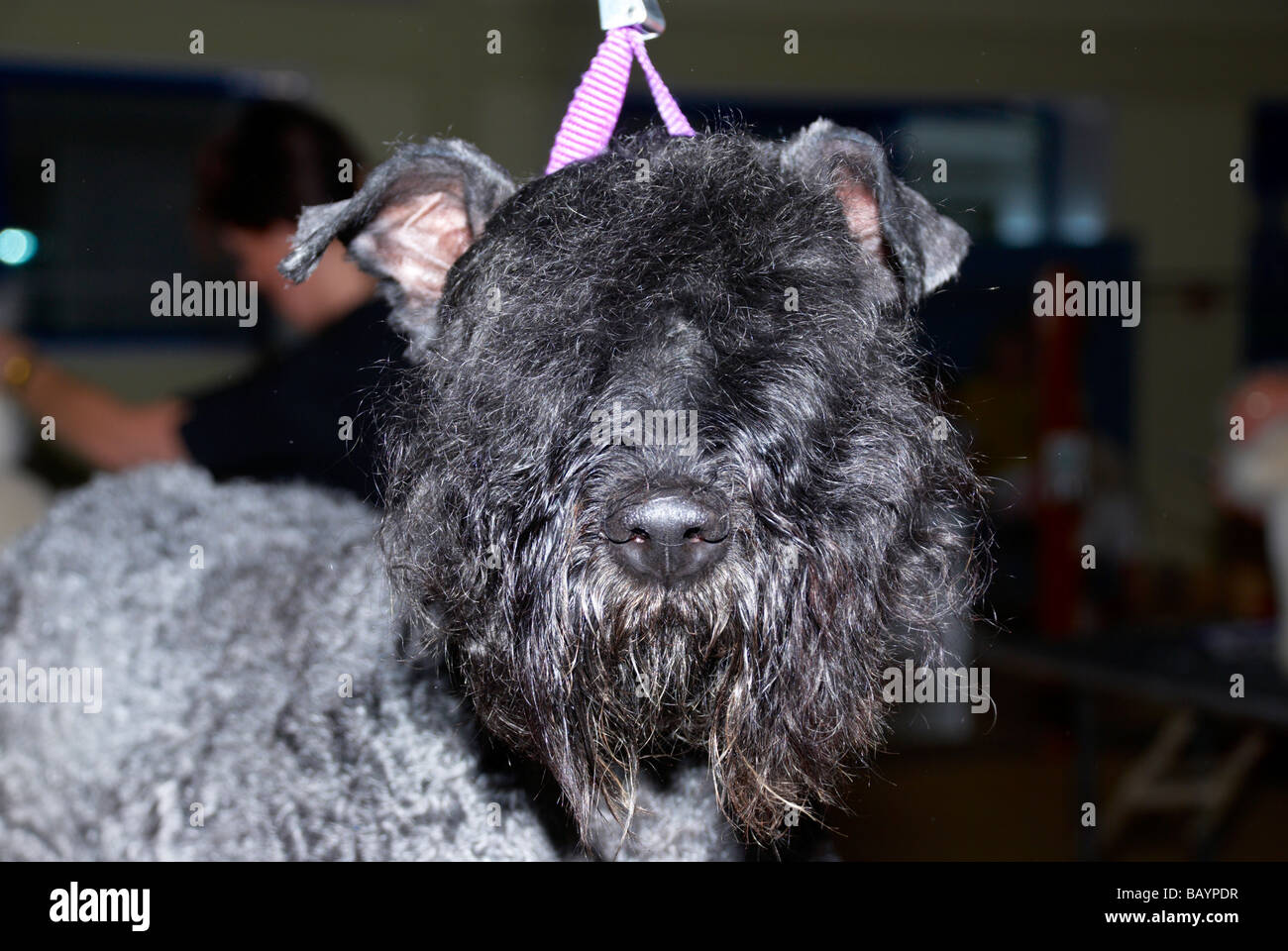 The Premier Groom dog grooming competition at MyPetStop in Tingley