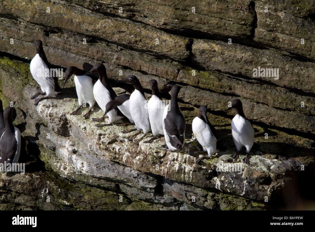 Birds on Cliff on Hoy Stock Photo Alamy