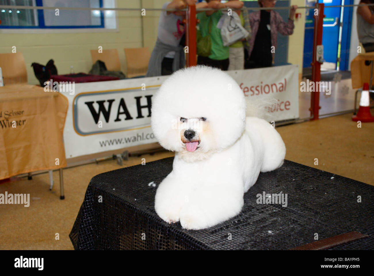 The Premier Groom dog grooming competition at MyPetStop in Tingley