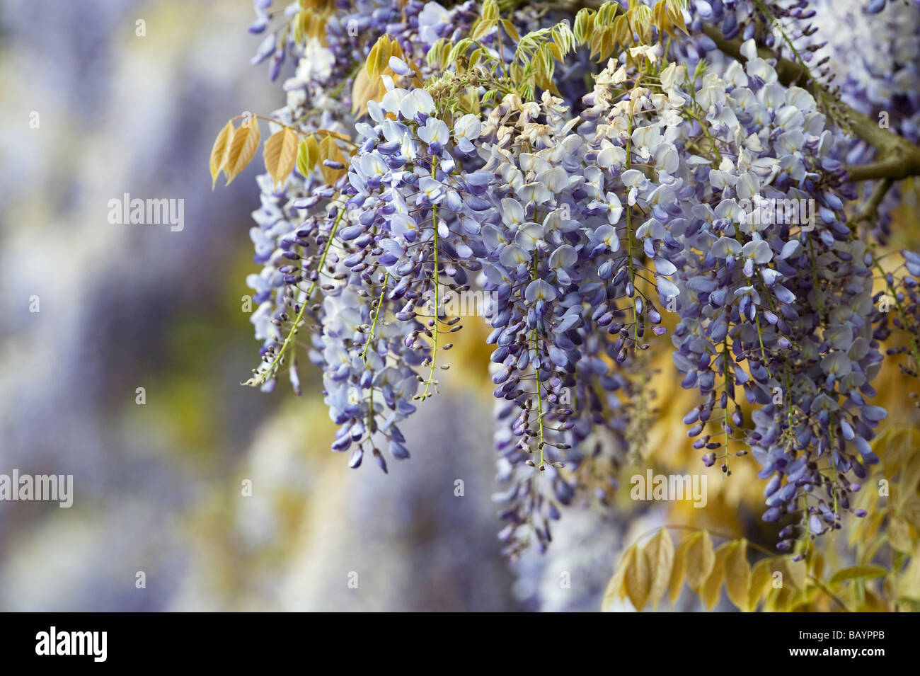 Wisteria 'burford' flowers at Waterperry Gardens, Oxfordshire, England Stock Photo