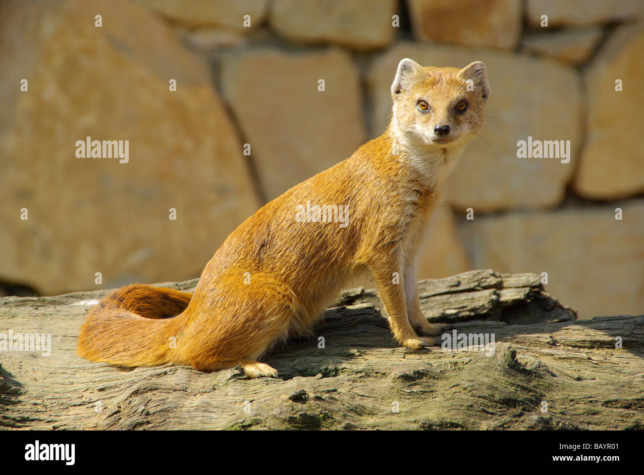 Fuchsmanguste Yellow Mongoose 04 Stock Photo