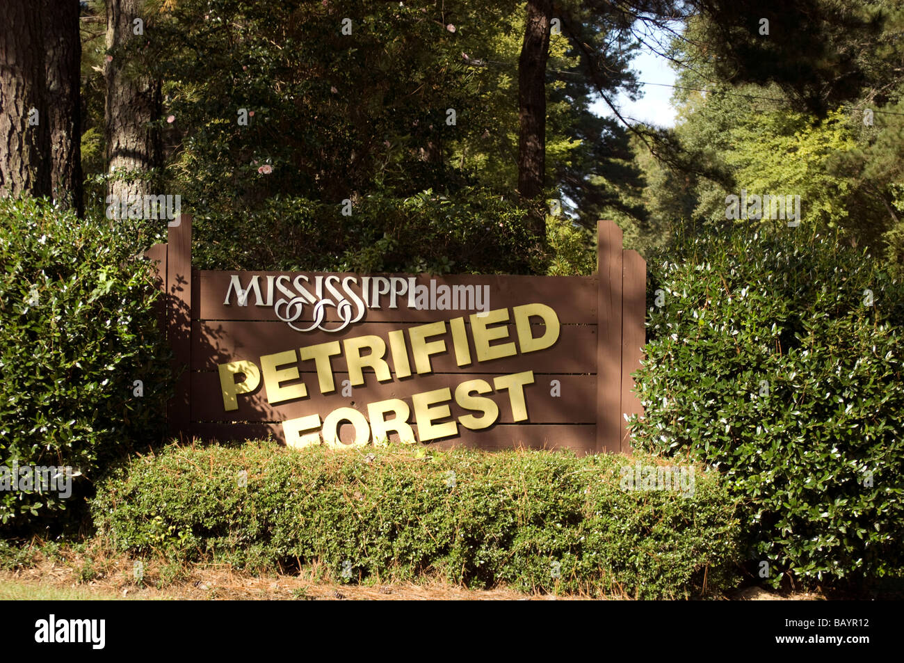 Mississippi petrified forest flora mississippi hires stock photography