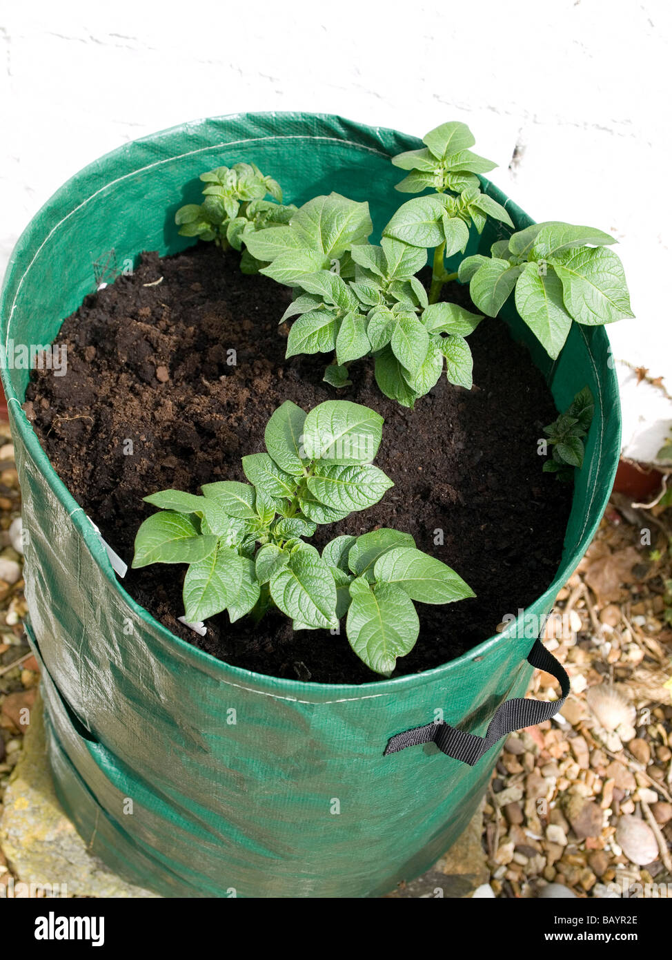 Growing potatoes tub hires stock photography and images Alamy