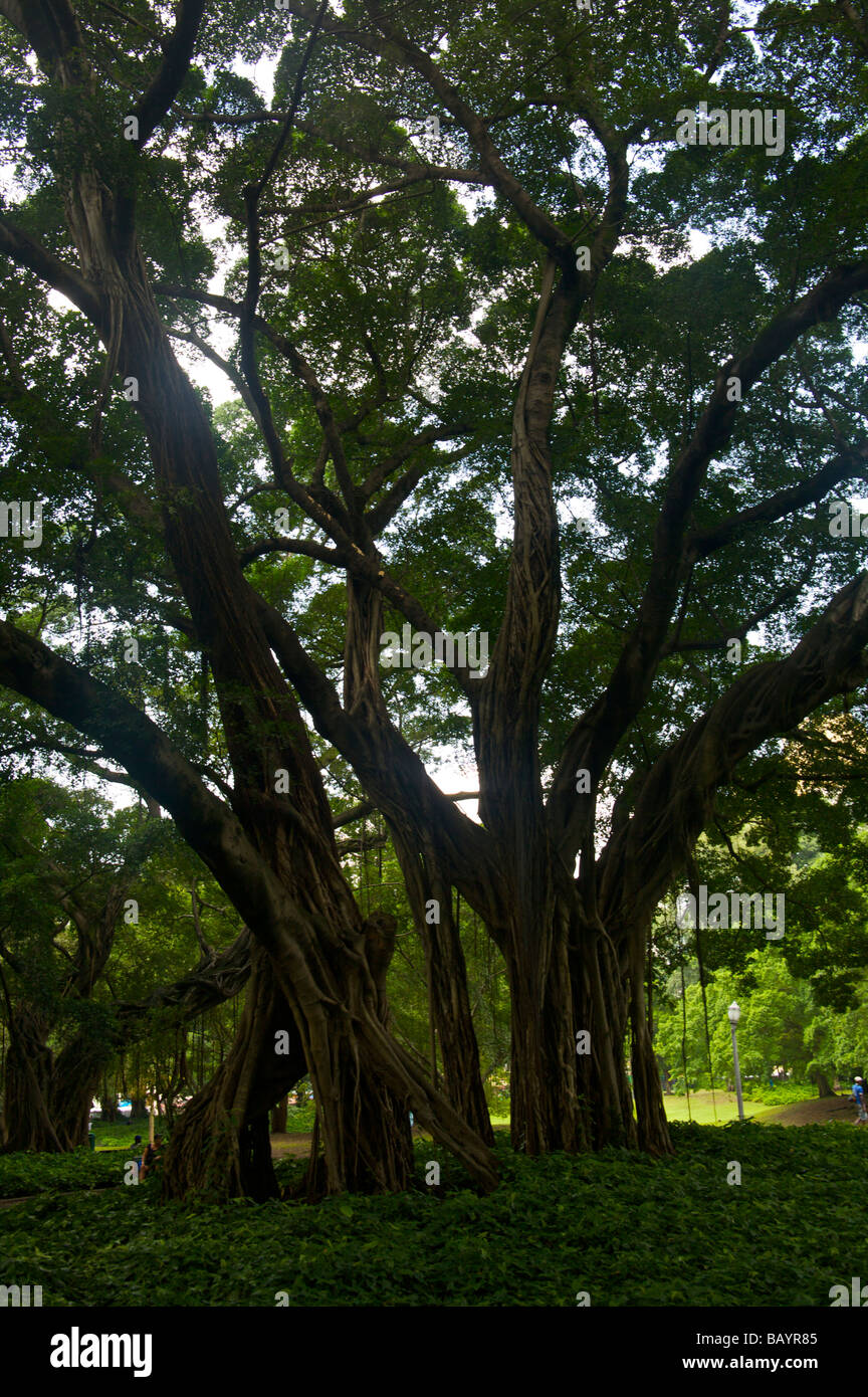 Banyan tree in the Campo de Santana Praca Republica park in Rio de Janeiro Brazil Stock Photo