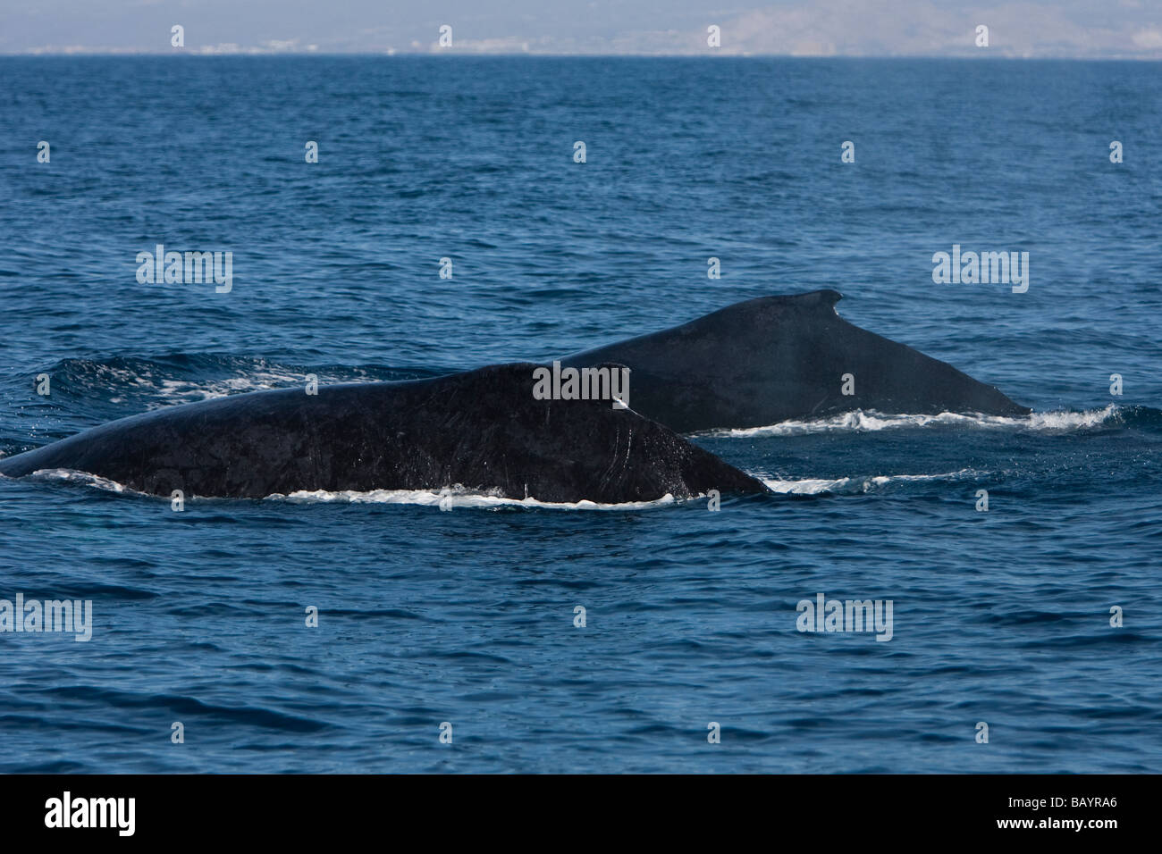 Humpback whales Megaptera novaeanglia Buckelwale pair swimming on surface Stock Photo