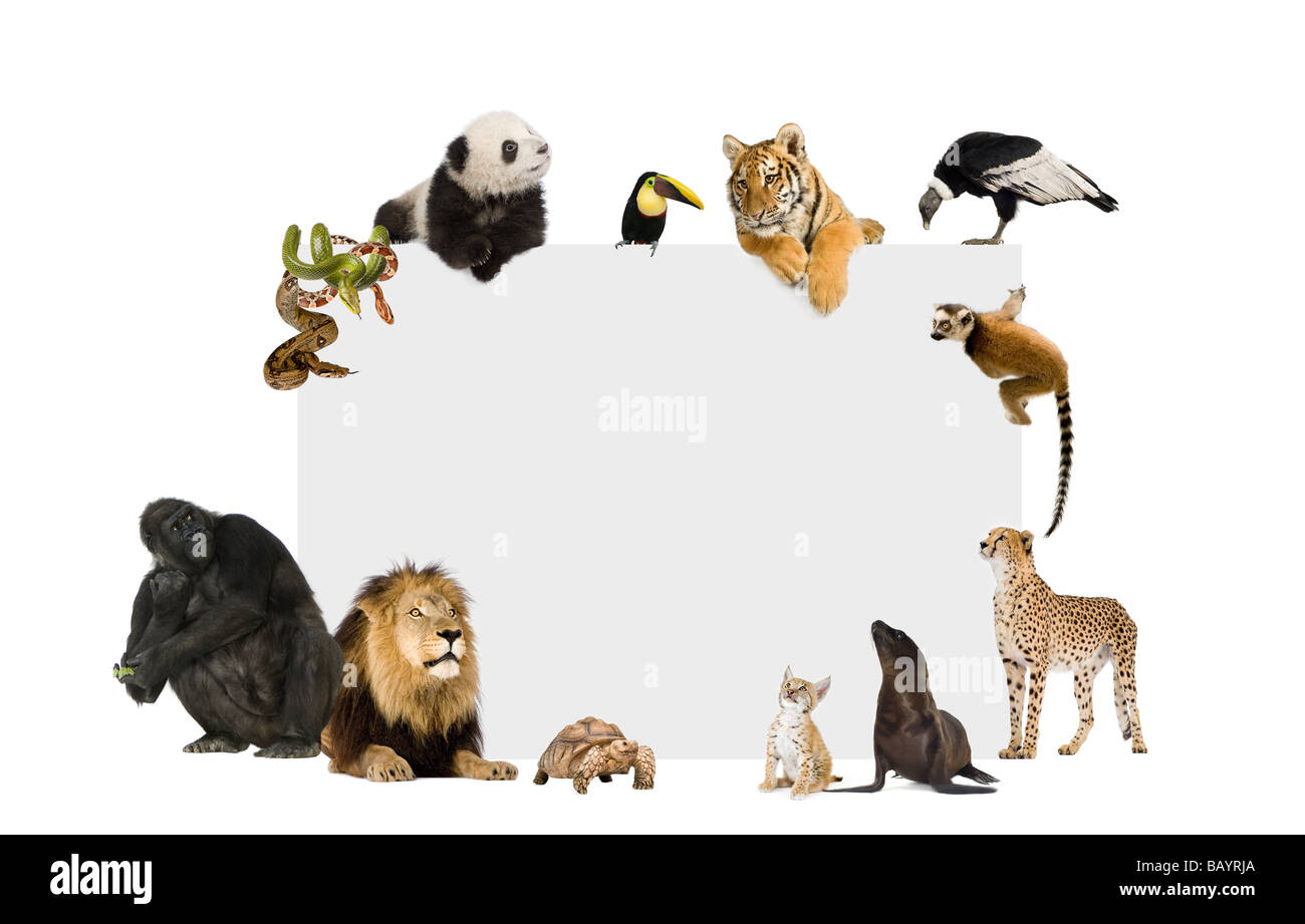 Group of wild animals around a blank poster in front of a white background Stock Photo