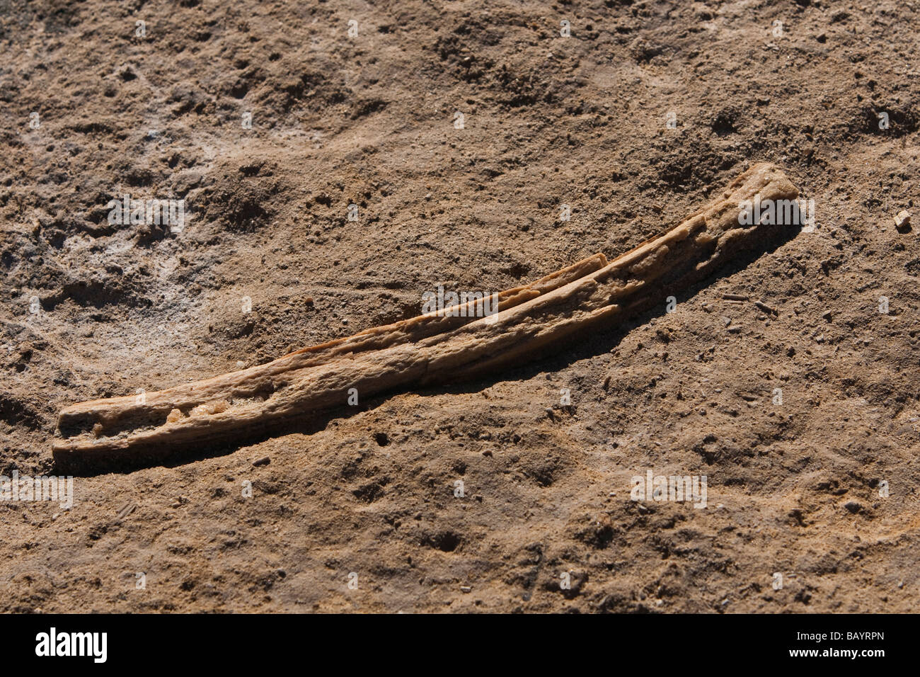 whale rib fossil Walknochen Rippe Fossilien Punto Colorado Baja California Mexico Stock Photo