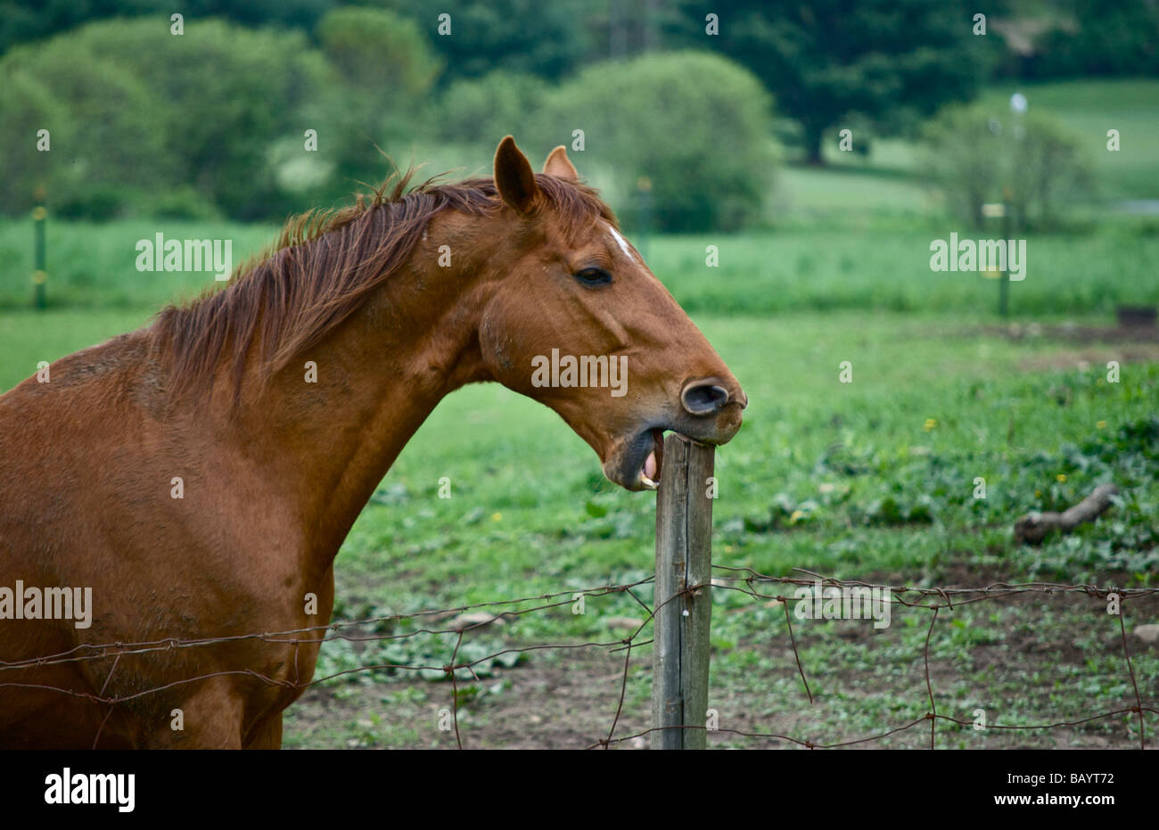 Horse Biting Fence High Resolution Stock Photography and Images Alamy