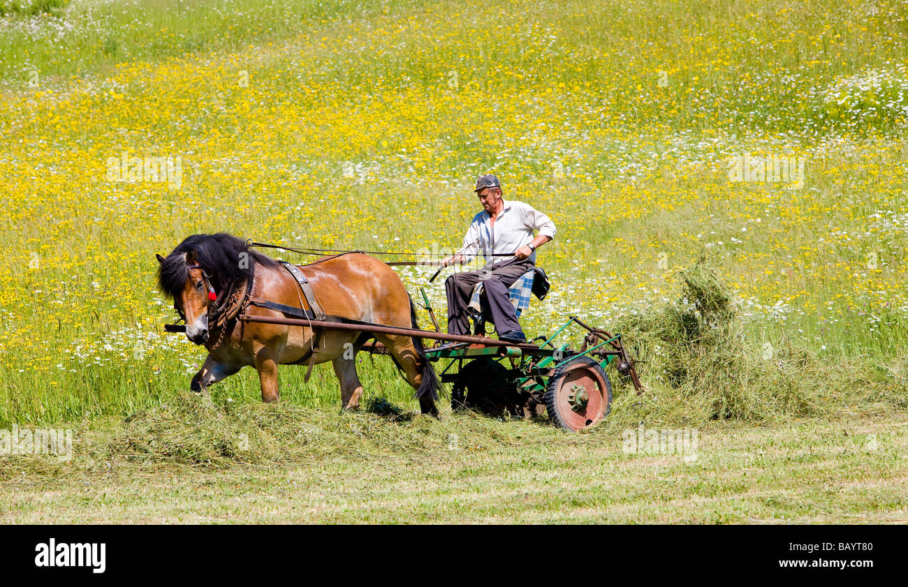 farmer with a horse on meadow Carpathian Mountains Poland Stock Photo
