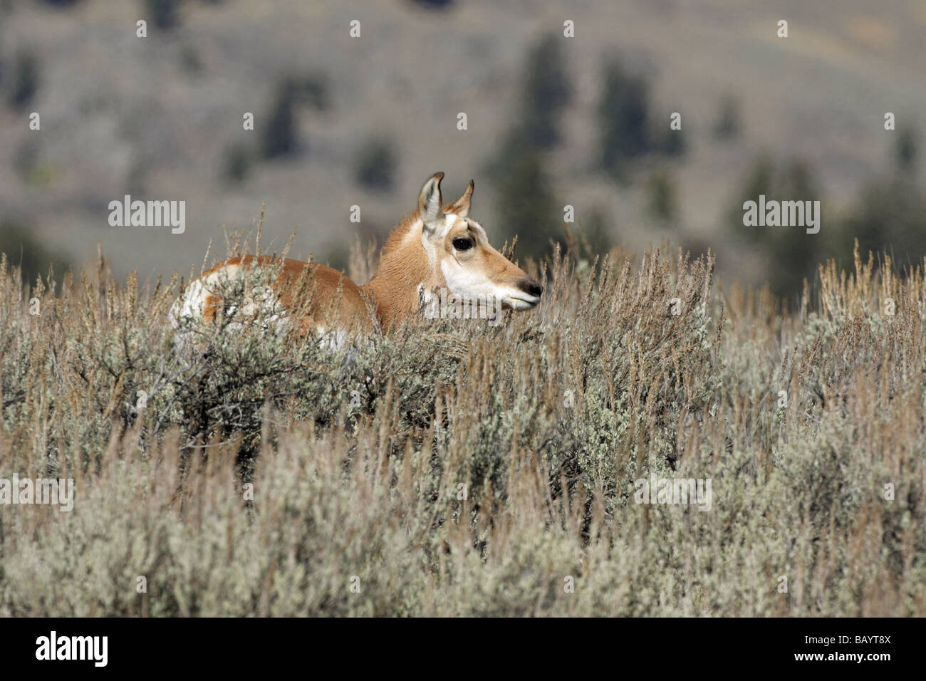 Pronghorn Antelope Antilocapra americana female standing in the sage brush in the fall Stock Photo
