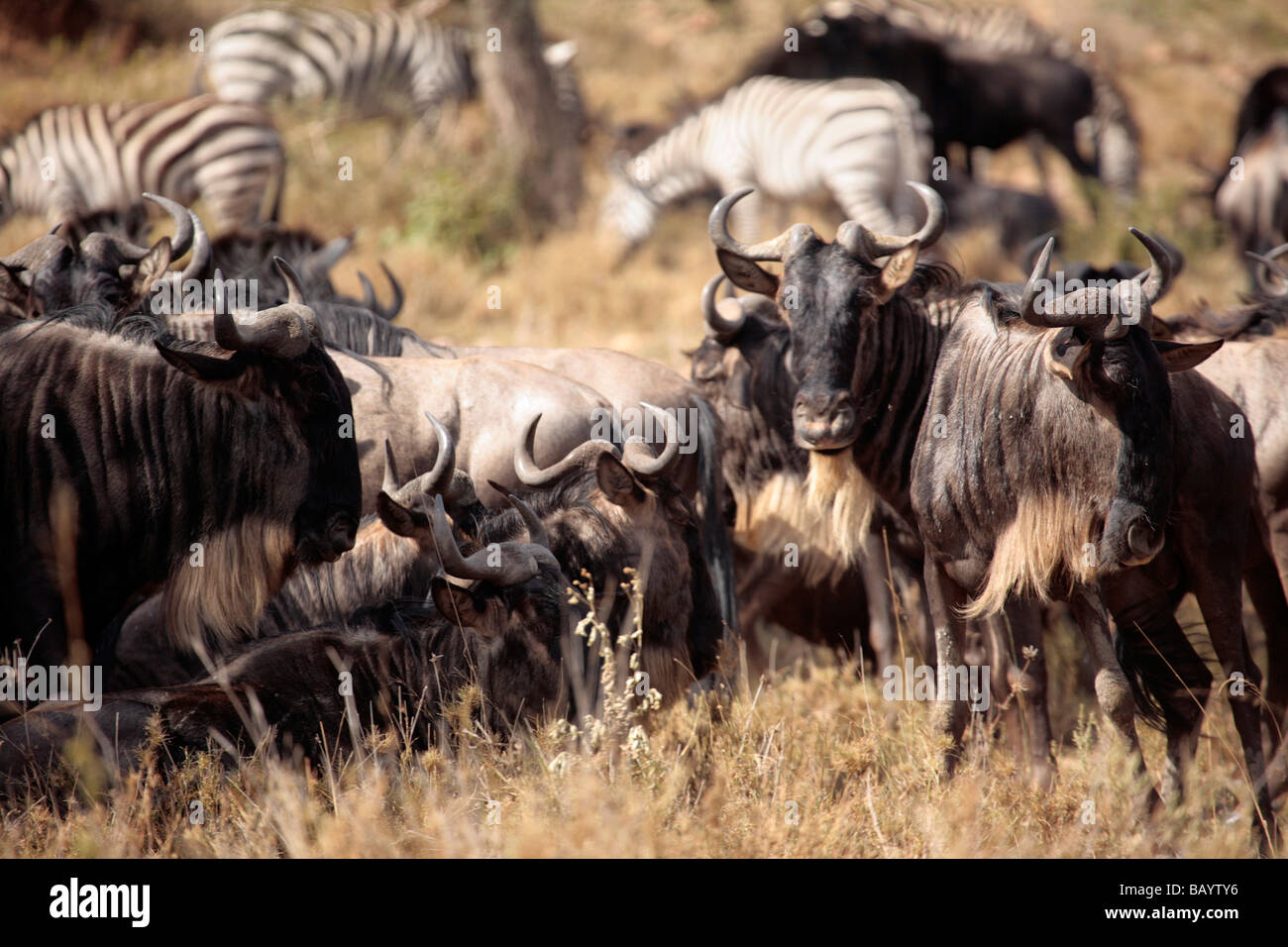 Wildebeest on the Serengeti plains during the annual migration towards the Masai Mara Stock Photo