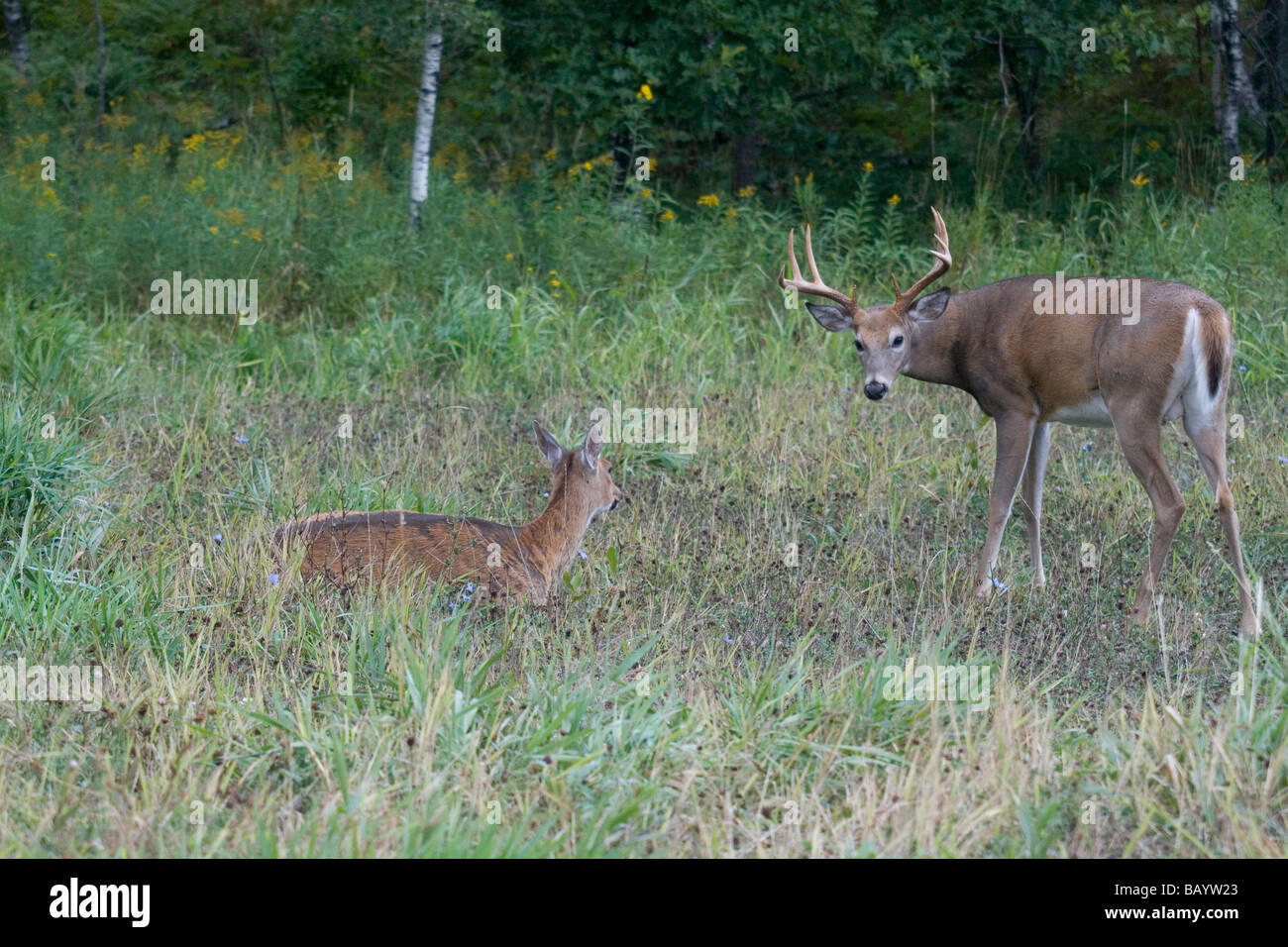 Record book deer hires stock photography and images Alamy