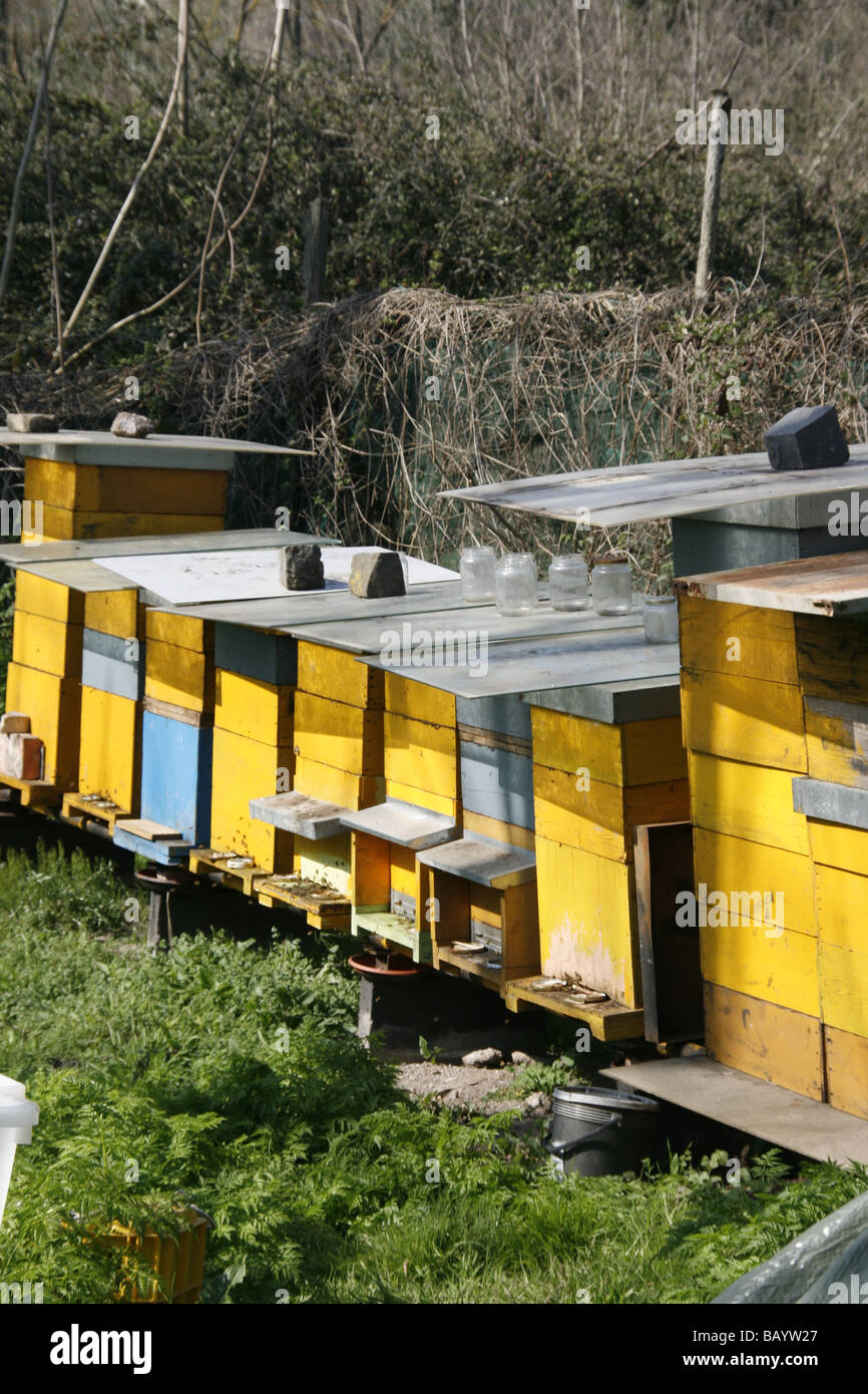 Bee hives in woods hi-res stock photography and images - Alamy