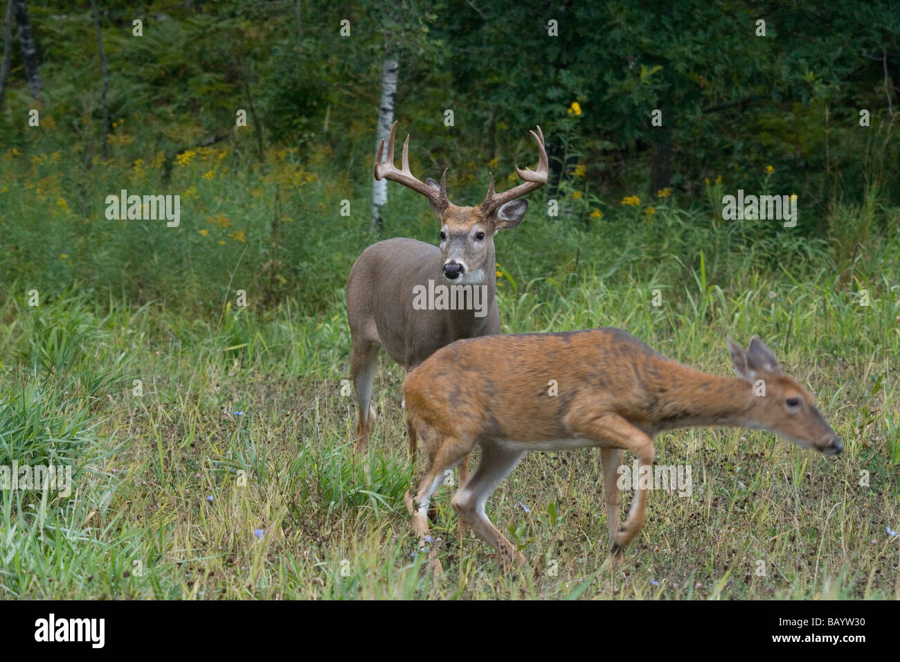 Record book deer hires stock photography and images Alamy