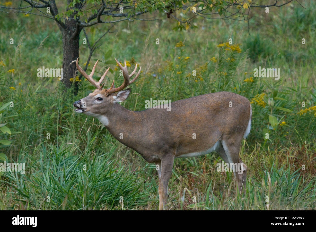Whitetailed buck performing flehmen Stock Photo Alamy
