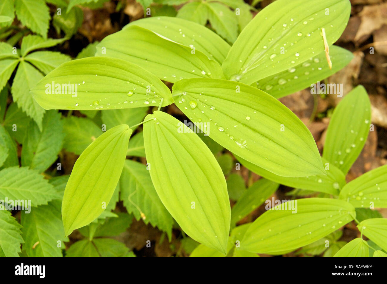 Large flowered bellwort foliage Pere Marquette State Park Illinois Stock Photo