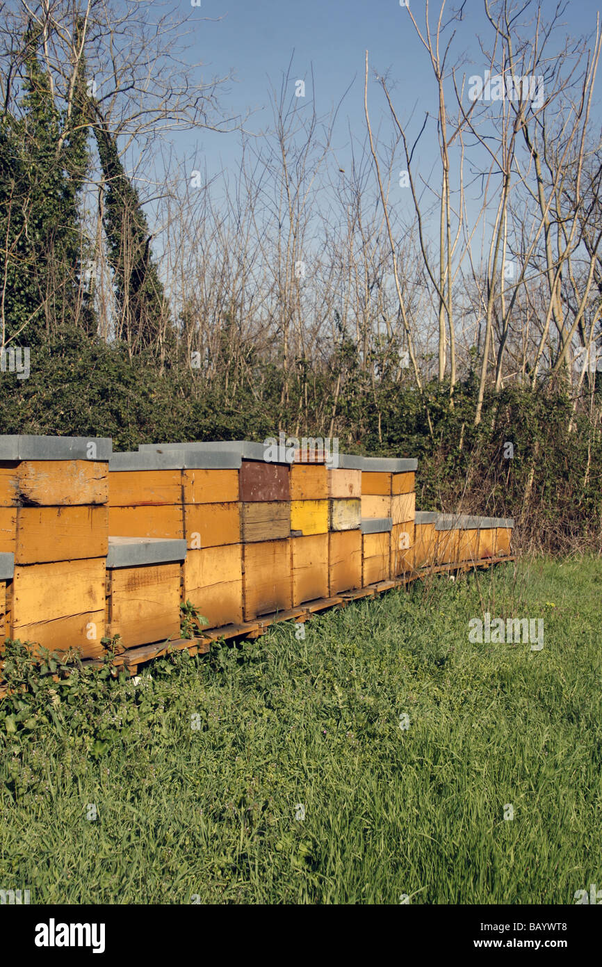Bee hives in woods hi-res stock photography and images - Alamy