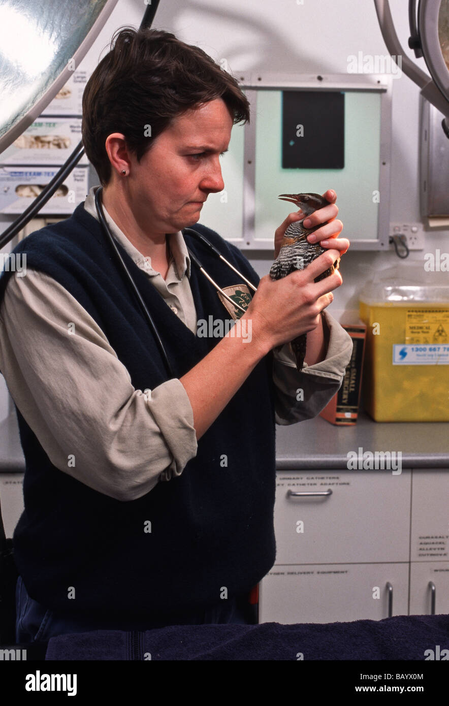 Vet with injured wild bird, Australia Stock Photo Alamy