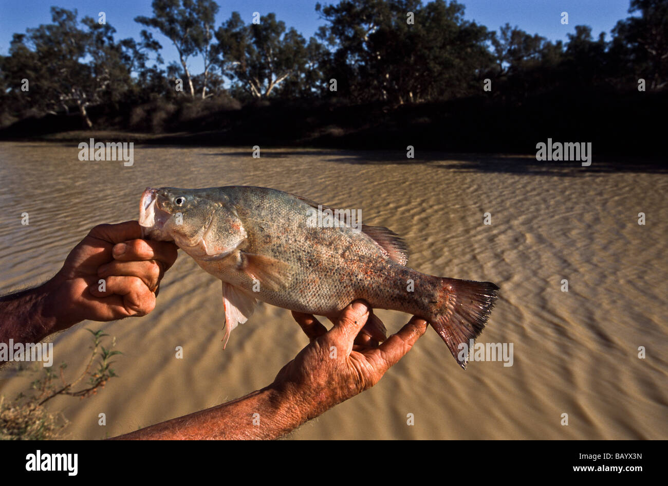 Yellowbelly freshwater fish, South Australia Stock Photo Alamy
