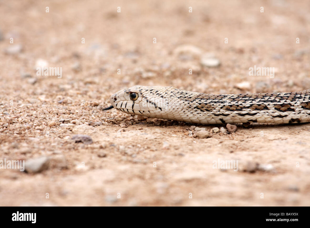 Gopher snake or bullsnake (Pituophis catenifer), Arizona Stock Photo