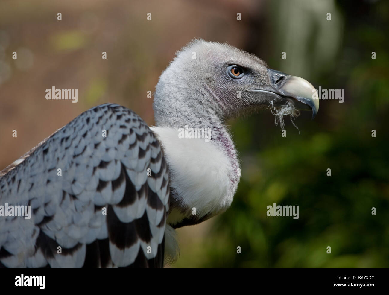 ruppell-s-vulture-gyps-rueffellii-uk-stock-photo-alamy