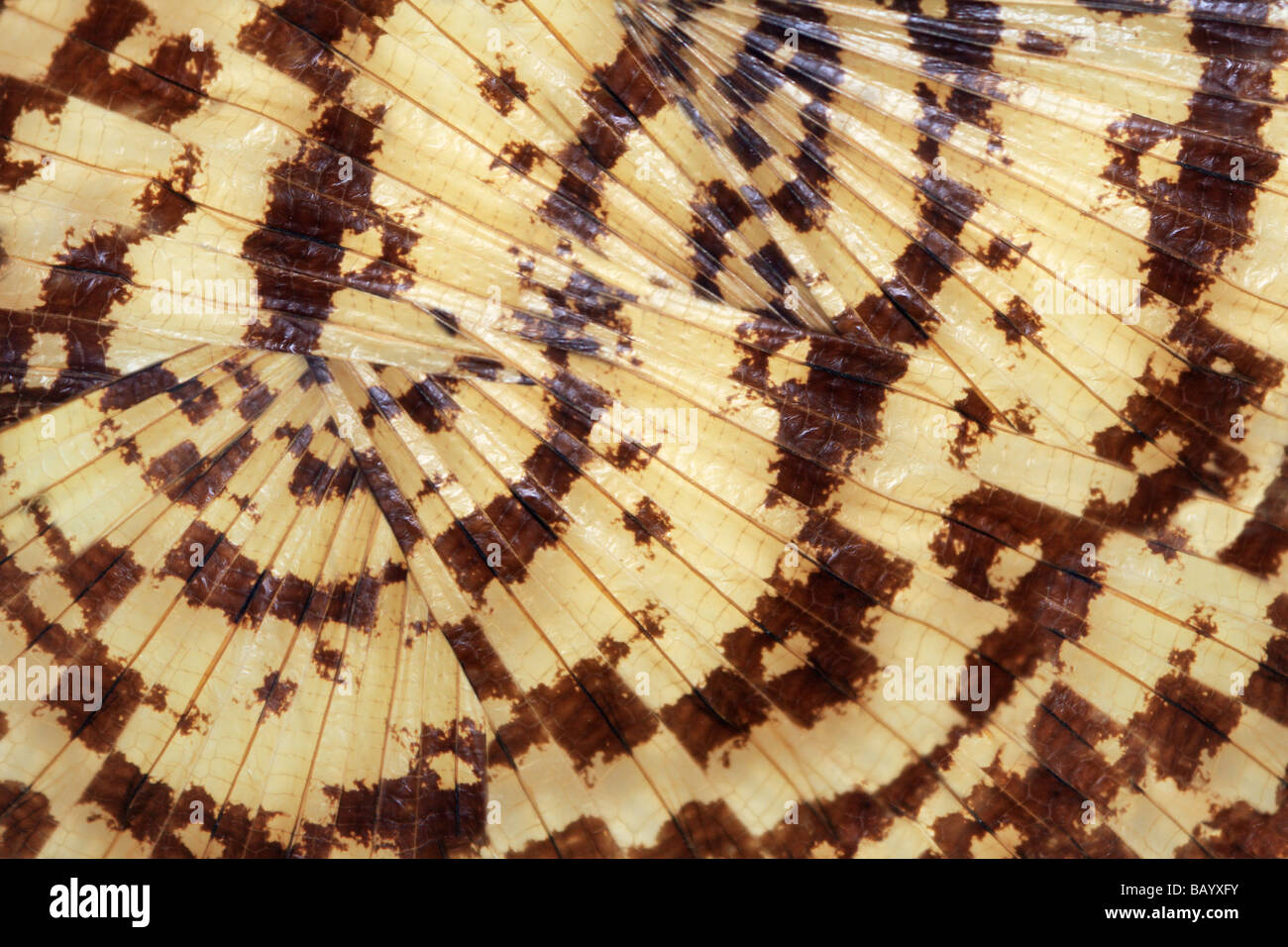 Winged insect hi-res stock photography and images - Alamy
