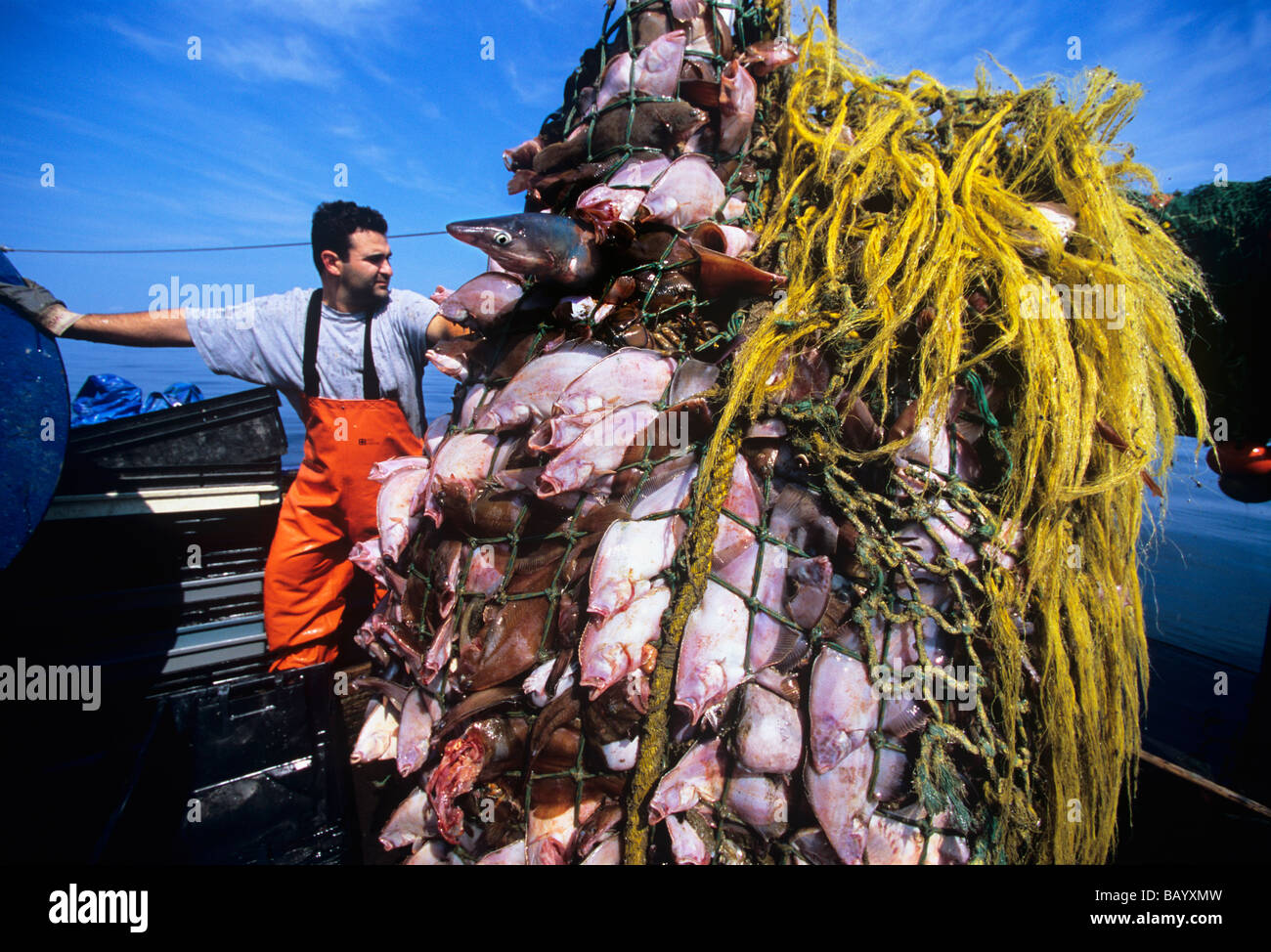 Dragger Net Full Of Codfish And Winter Blackback Flounder Gloucester Stock Photo Alamy Dragger Net Full Of Codfish And Winter Blackback Flounder Gloucester Stock Photo Alamy