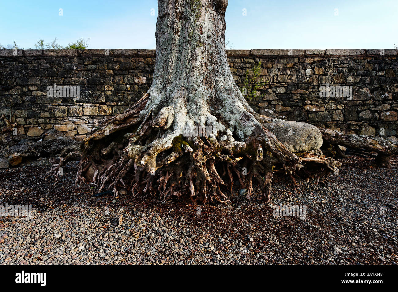 Erosion around tree roots on a lake shore Stock Photo