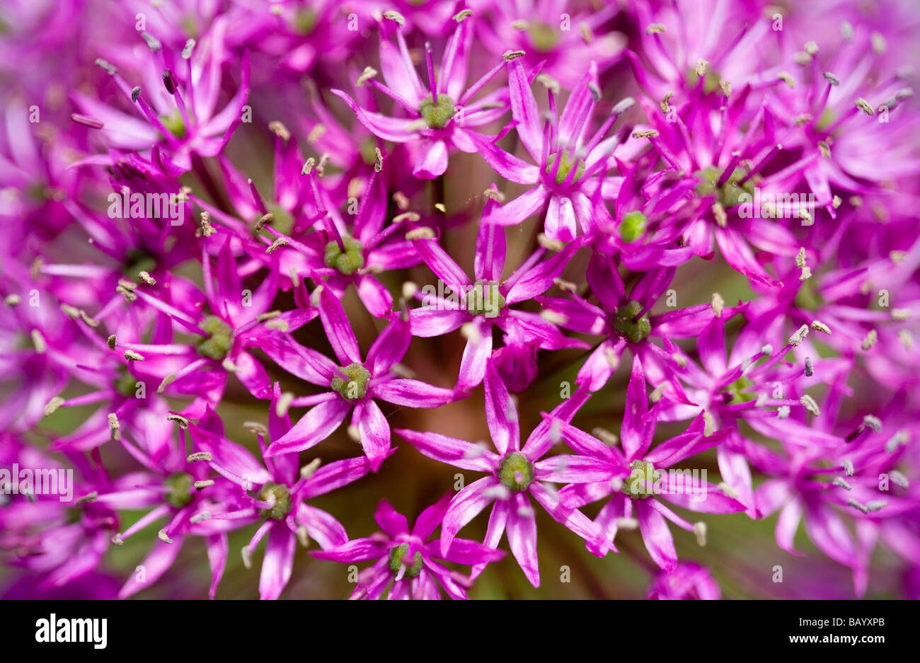 Close up macro image of purple allium flower head Stock Photo