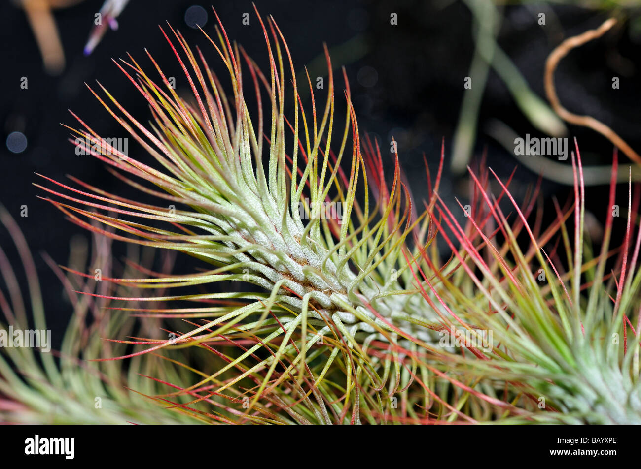 Plant needle leaves Stock Photo Alamy